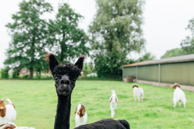 Bettine saladay alpaca - Anniepannie