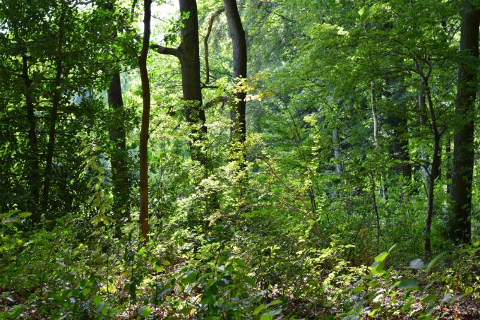 Haagse Bos - Anniepannie.nl