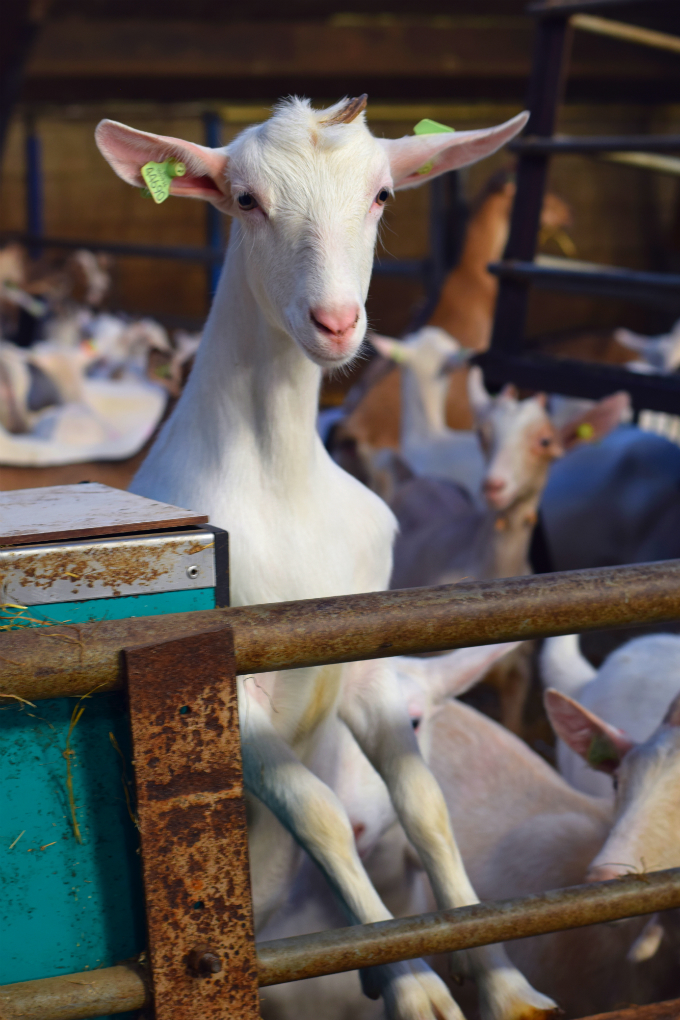 Geitenboerderij nieuwsgierig geitje - Anniepannie